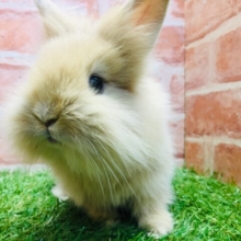 モッフモフの可愛いウサちゃんがやってきましたよ～💗💗💗　ライオンラビット（オレンジ）