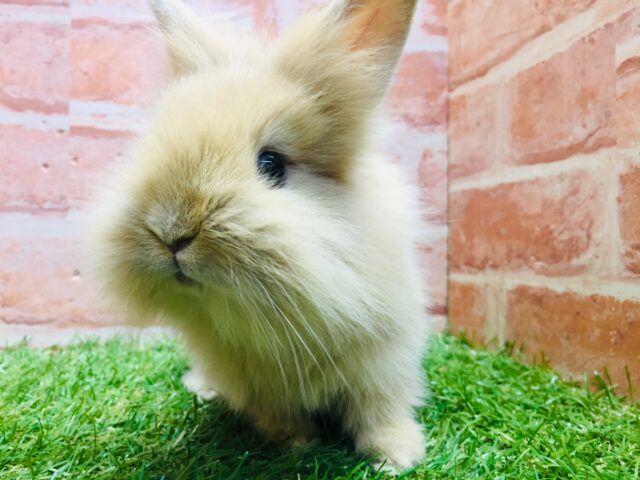 モッフモフの可愛いウサちゃんがやってきましたよ~💗💗💗 ライオンラビット(オレンジ) ライオンラビット
