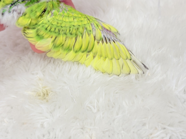 セキセイインコ