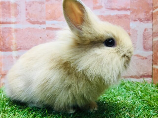 モッフモフの可愛いウサちゃんがやってきましたよ~💗💗💗 ライオンラビット(オレンジ) ライオンラビット