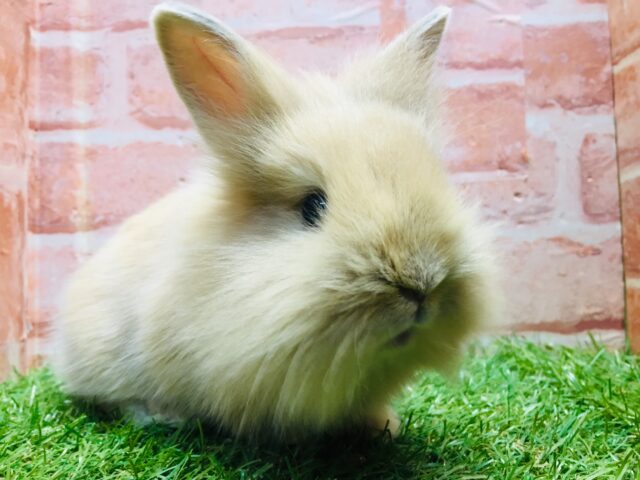 モッフモフの可愛いウサちゃんがやってきましたよ~💗💗💗 ライオンラビット(オレンジ) ライオンラビット