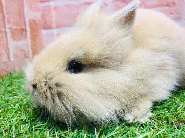 モッフモフの可愛いウサちゃんがやってきましたよ~💗💗💗 ライオンラビット(オレンジ) ライオンラビット