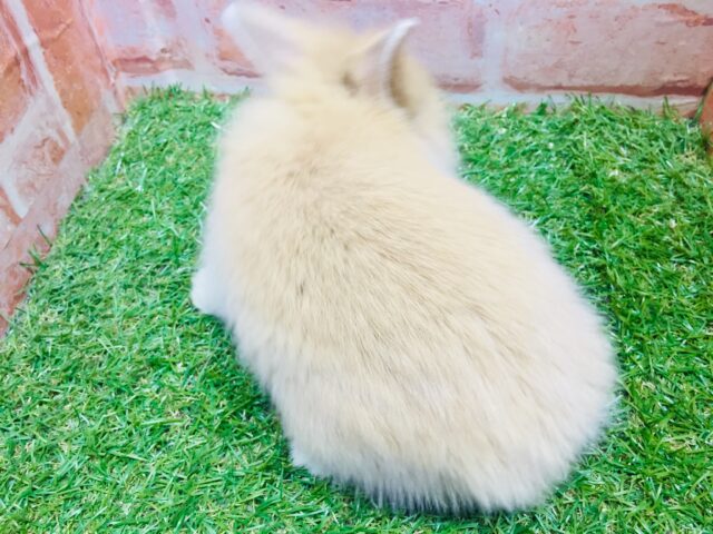 モッフモフの可愛いウサちゃんがやってきましたよ~💗💗💗 ライオンラビット(オレンジ) ライオンラビット