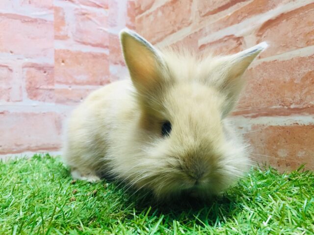 モッフモフの可愛いウサちゃんがやってきましたよ~💗💗💗 ライオンラビット(オレンジ) ライオンラビット