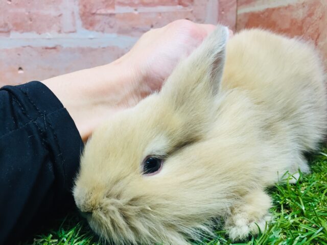 モッフモフの可愛いウサちゃんがやってきましたよ~💗💗💗 ライオンラビット(オレンジ) ライオンラビット