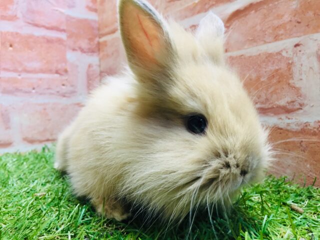 モッフモフの可愛いウサちゃんがやってきましたよ~💗💗💗 ライオンラビット(オレンジ) ライオンラビット
