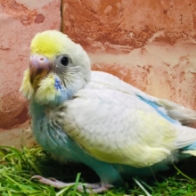 ③💗💛💙💚🌈セキセイインコ（レインボー系）🌈💗💛💙💚