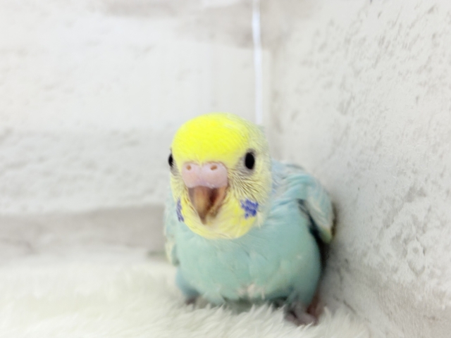 【最新画像更新🪄】パステル界の美人担当.*・゚セキセイインコ(パステルレインボー) ヒナ セキセイインコ