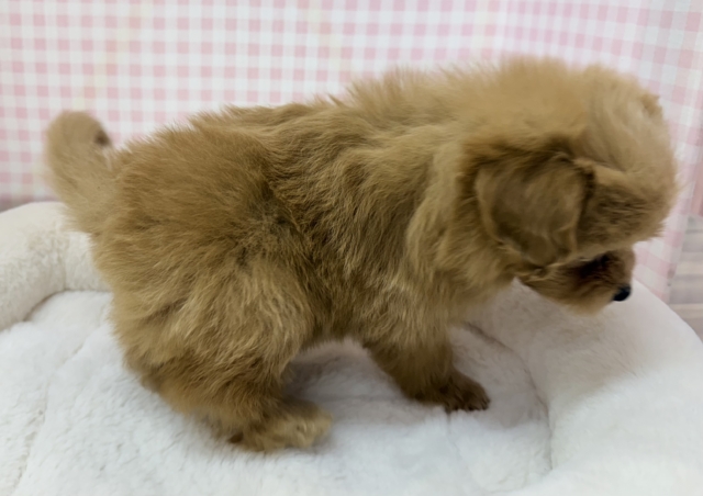 最新📷ふわふわ〜☁️ポメプーの女の子 ポメプー