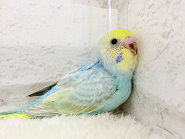 【最新画像更新🪄】パステル界の美人担当.*・゚セキセイインコ(パステルレインボー) ヒナ セキセイインコ