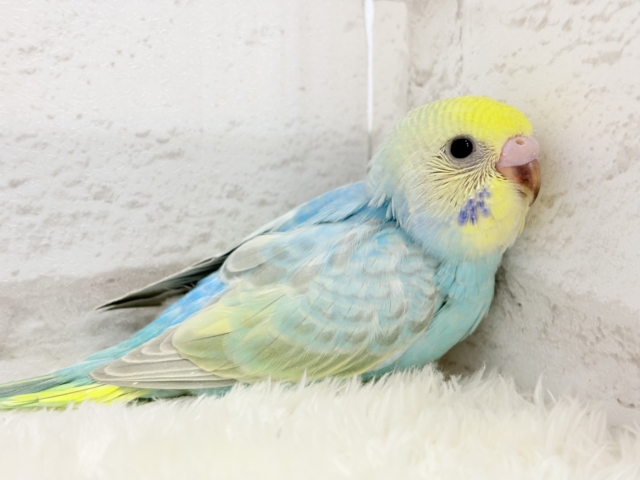 【最新画像更新🪄】パステル界の美人担当.*・゚セキセイインコ(パステルレインボー) ヒナ セキセイインコ