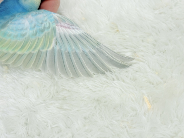 【最新画像更新🪄】パステル界の美人担当.*・゚セキセイインコ(パステルレインボー) ヒナ セキセイインコ