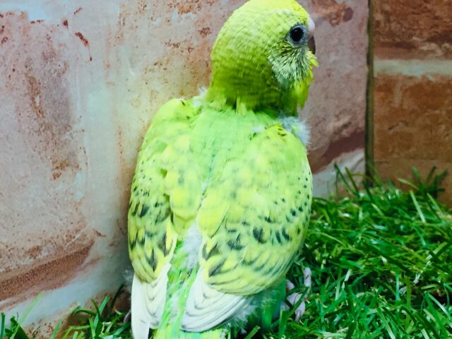 セキセイインコ