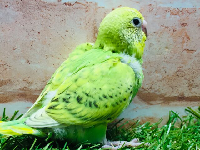 セキセイインコ