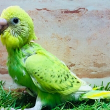 💚グリーンスパングルカラーのセキセイちゃんがやってきましたよ～💚　セキセイインコ（スパングル）