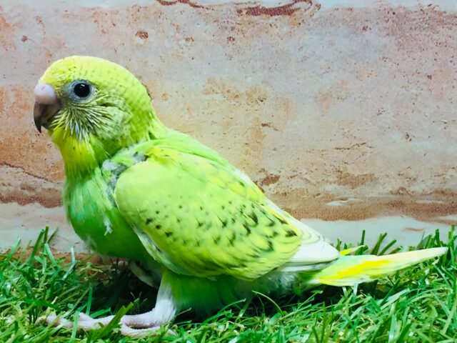 セキセイインコ