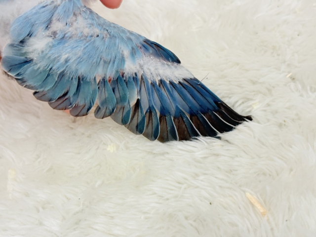 【最新画像更新🪄】神秘的な美しさ🐣💎🫧コザクラインコ(ブルーオパーリン) ヒナ コザクラインコ(小桜インコ)