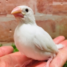 大人気！！白文鳥さんがやってきましたー(*’▽’)✨✨