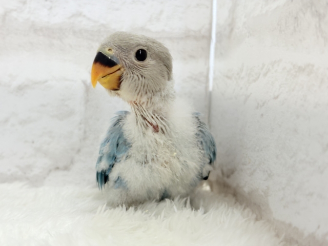 【最新画像更新🪄】神秘的な美しさ🐣💎🫧コザクラインコ(ブルーオパーリン) ヒナ コザクラインコ(小桜インコ)