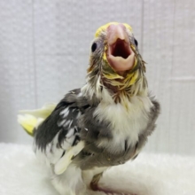 大きなお口に吸い込まれちゃう😳‼️Bigbabyオカメインコパイドカラー⭐️