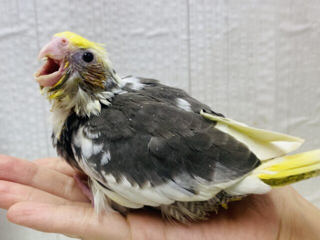 オカメインコ