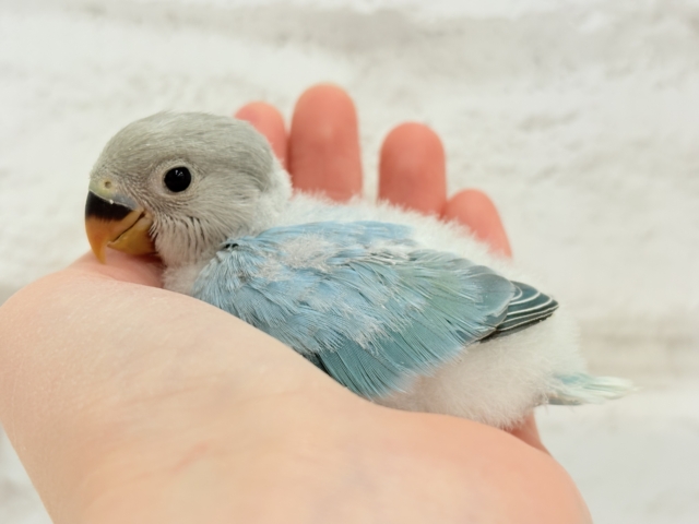 【最新画像更新🪄】神秘的な美しさ🐣💎🫧コザクラインコ(ブルーオパーリン) ヒナ コザクラインコ(小桜インコ)
