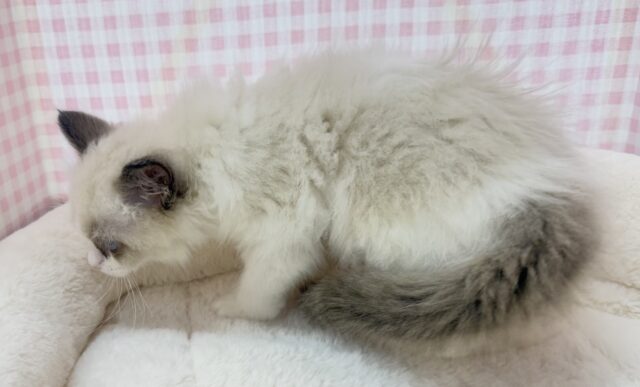 最新📷美人すぎます!ラグドール様! ラグドール