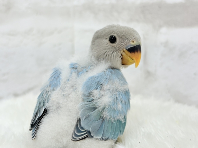 【最新画像更新🪄】神秘的な美しさ🐣💎🫧コザクラインコ(ブルーオパーリン) ヒナ コザクラインコ(小桜インコ)