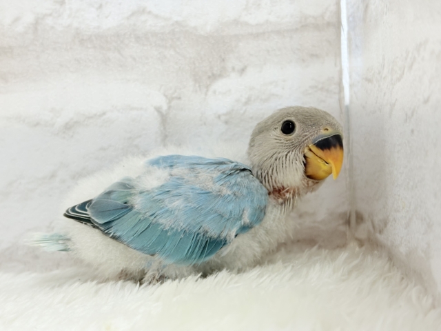 【最新画像更新🪄】神秘的な美しさ🐣💎🫧コザクラインコ(ブルーオパーリン) ヒナ コザクラインコ(小桜インコ)