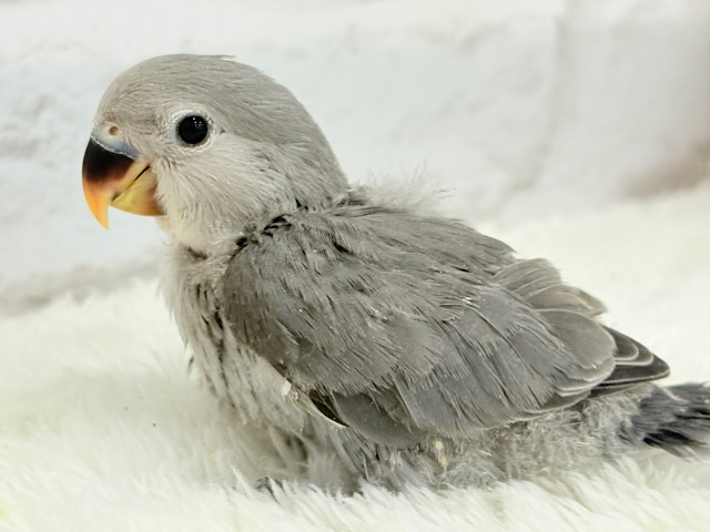 痺れるギャップにメロメロ💖コザクラインコ(モーブ) ヒナ