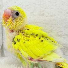 のりたまちゃんとピクニック🐣🍱🌷セキセイインコ(黄色ハルクイン) ヒナ