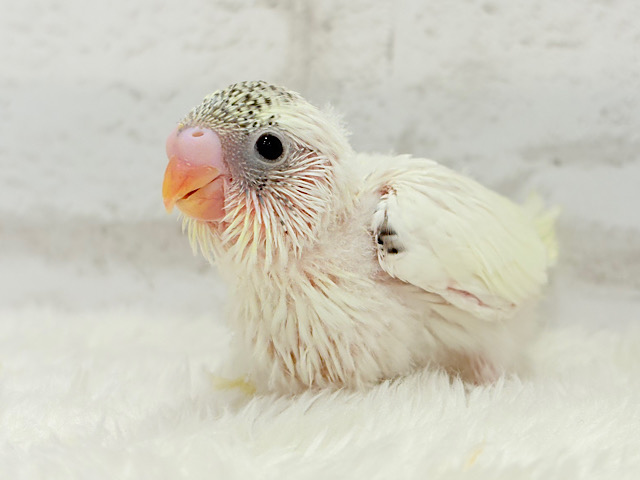 好奇心の塊♥探検するゾ！！セキセイインコ(クリームハルクイン) ヒナ