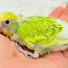 甘える準備出来てます♡セキセイインコ(スパングル) ヒナ