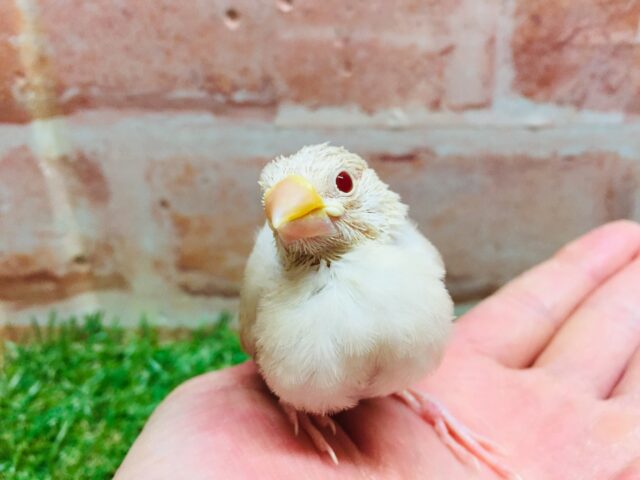 ミルクティーカラーの文鳥さんがやってきましたよ～🎵🎵 （シナモン文鳥）