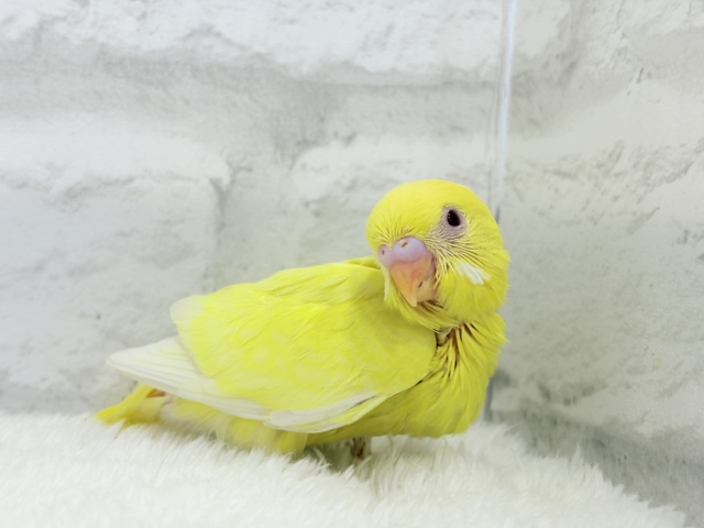 【最新画像更新🪄】スーパーイエロー💛たまごちゃん🐣セキセイインコ(ルチノー) ヒナ セキセイインコ