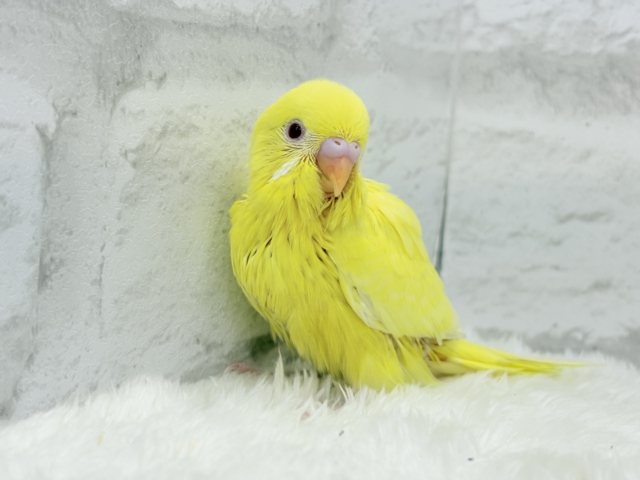 【最新画像更新🪄】スーパーイエロー💛たまごちゃん🐣セキセイインコ(ルチノー) ヒナ セキセイインコ