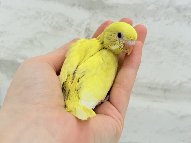 【最新画像更新🪄】スーパーイエロー💛たまごちゃん🐣セキセイインコ(ルチノー) ヒナ セキセイインコ