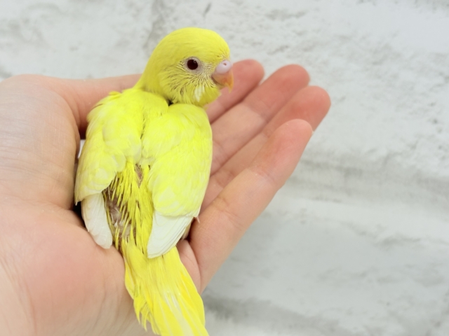 【最新画像更新🪄】スーパーイエロー💛たまごちゃん🐣セキセイインコ(ルチノー) ヒナ セキセイインコ