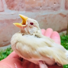 ミルクティーカラーの文鳥さんがやってきましたよ～🎵🎵　（シナモン文鳥）