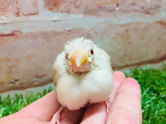 シナモン文鳥