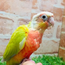 サンチークカラーのウロコインコさんがやってきましたよ～💖💛💖💛