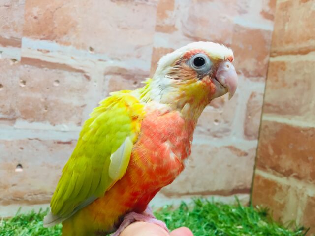 ホオミドリウロコインコ