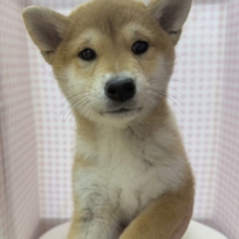 最新📷私を愛して？柴犬女の子❣️