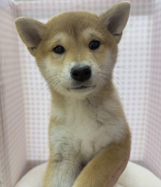 最新📷私を愛して？柴犬女の子❣️