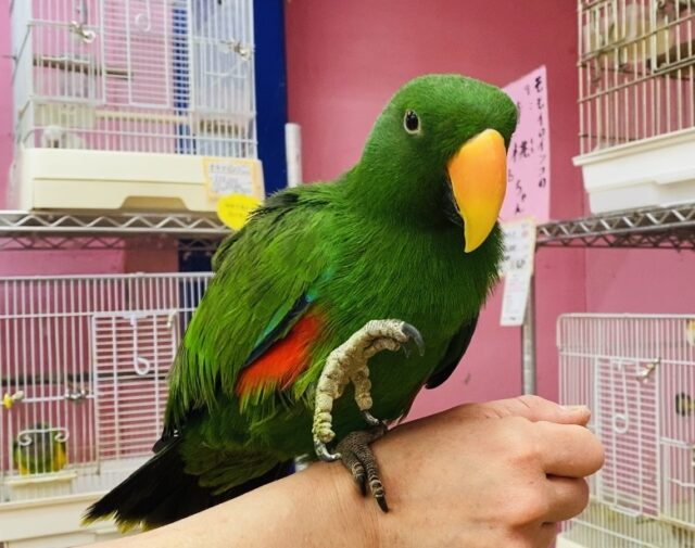 最新動画有ります🎥可愛い声で甘えちゃうぞ〜ッッ💕オオハナインコの男の子‼️