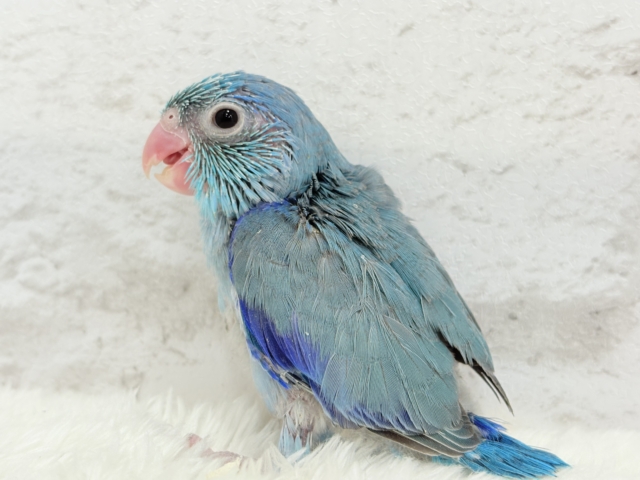 【最新画像更新🪄もうすぐひとり餌☆】存在感は大型並!??恐竜マメたん🦕⋆͛マメルリハ(ブルー) 男の子 ヒナ マメルリハ