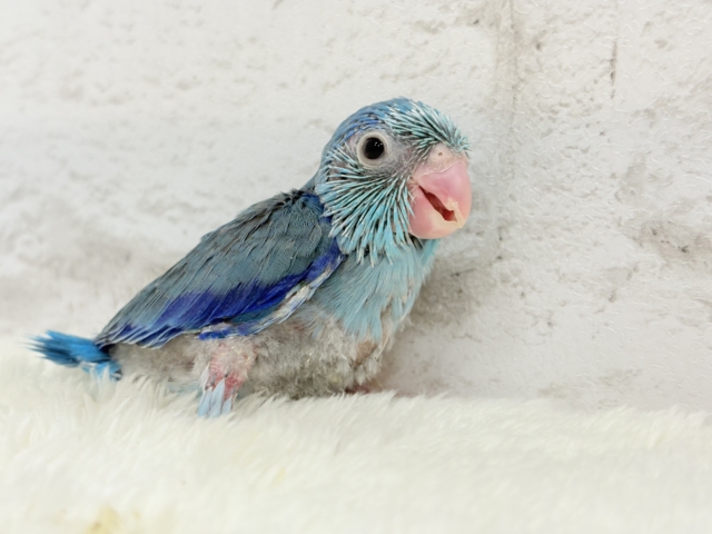 【最新画像更新🪄もうすぐひとり餌☆】存在感は大型並!??恐竜マメたん🦕⋆͛マメルリハ(ブルー) 男の子 ヒナ マメルリハ