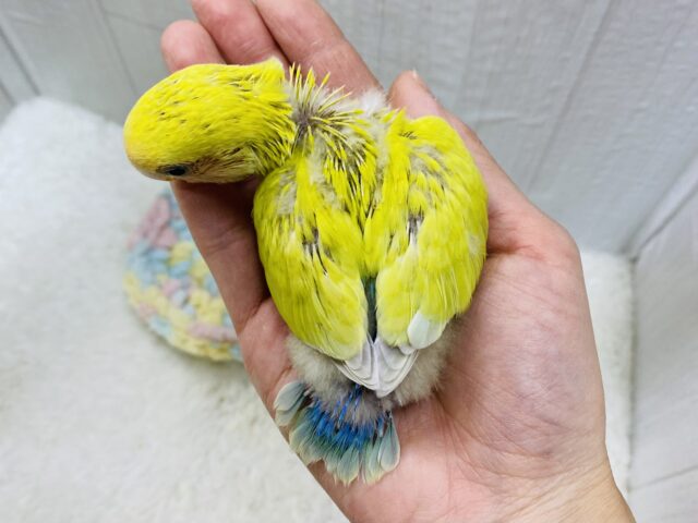 コザクラインコ（小桜インコ）