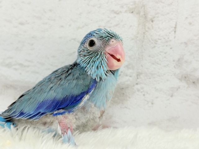 【最新画像更新🪄もうすぐひとり餌☆】存在感は大型並!??恐竜マメたん🦕⋆͛マメルリハ(ブルー) 男の子 ヒナ マメルリハ