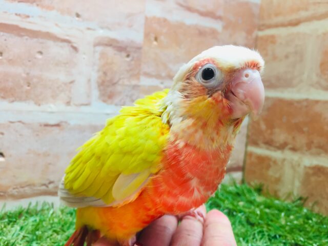 ホオミドリウロコインコ